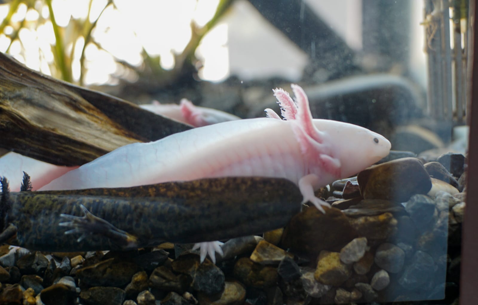 A través del Proyecto Chapultepec, Naturaleza y Cultura mejoran las instalaciones del Centro de Conservación de la Fauna Silvestre