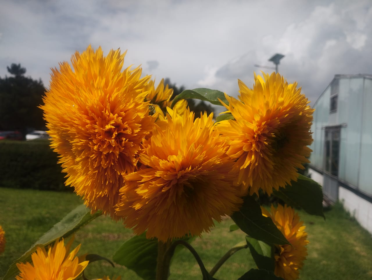 La conservación de especies herbolarias en riesgo, un manual documenta y difunde conocimientos tradicionales sobre plantas curativas