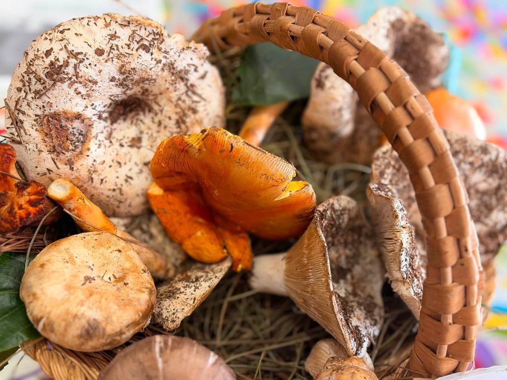 Festival de Hongos Comestibles y Muestra Gastronómica Indígena 2026